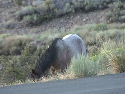 Wild mustang horses in Nevada News Clip