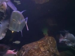 tropical fish in an aquarium in real time Stock Footage