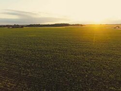 AERIAL Field Of Corn At Sunset Stock Footage
