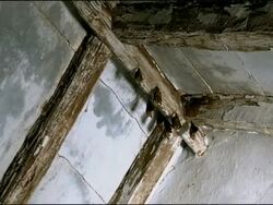 Small Horseshoe Bats (Rhinolophus sp.) hanging on ceiling rafters, Parque Natural Los Alcornocales (Cadiz y Malaga), Andalucia, Spain Stock Footage