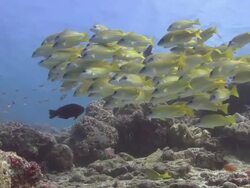 Blue Stripped Snapper Stock Footage
