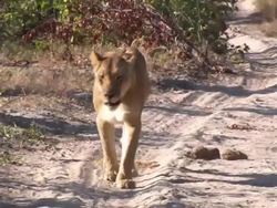 Linyanti Wildlife Reserve News Clip