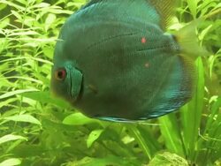 Discus (Symphysodon) Stock Footage