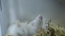 white mice grow in cage in lab Stock Footage