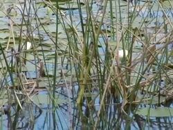 Least Bittern Hopping Around on Reeds Stock Footage