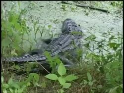 CU Alligator crawling into swamp from bank then swimming away, Brazos Bend State Park, Texas, USA Stock Footage