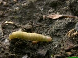 Caterpillar Stock Footage