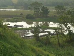 Amazon forest with flood rivers landscape - TILT CAM Stock Footage