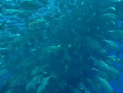 Jacks, huge group, Costa Rica, Pacific Ocean  Stock Footage