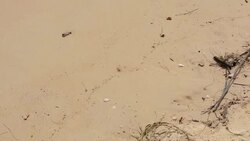 Crab on the sand Stock Footage