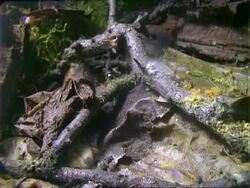 T/L yellow Slime Mould growth over logs, dead leaves, MS, Panama. Stock Footage