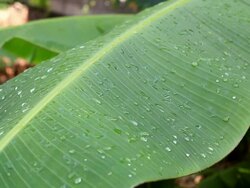 banana leaf Stock Footage
