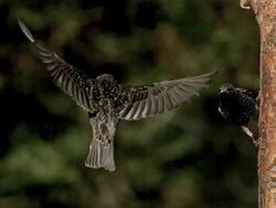 Common Starling, sturnus vulgaris, One Adult Eating on Tree Trunk, a Second one Landing and the first one Taking off, Slow motion Stock Footage
