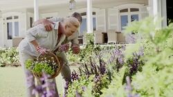 Happy senior couple with basket smelling and picking flowers in garden Stock Footage