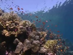 Coral goldfish (Anthias squamipinnis)  Stock Footage