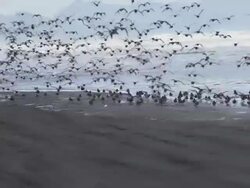 WS PAN SLO MO View of large flock of baby seagulls flies and lands on ocean coast / Astoria, Oregon, United States  Stock Footage