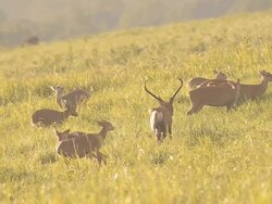 crowd deer walk out Stock Footage