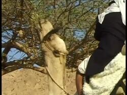 CU camel head, chewing tree branches, Egypt Stock Footage
