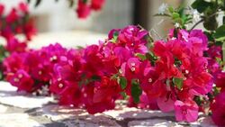 Bougainvillea flowering in Sivota, Greece. Stock Footage