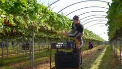 Male fruit picker harvests strawberries in poly tunnel. Stock Footage