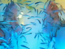 Fish spa pedicure Stock Footage