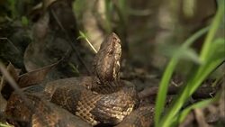 A snake coils in a swamp. Stock Footage