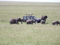 Very Dangerous Condition at Wildlife with Mother and baby elephant Stock Footage