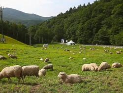 WS Flock of sheep in Daegwallyeong Yangtte Pasture (Sheep Farm) / Pyeongchang, Gangwon do, South Korea Stock Footage