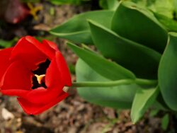 Tulip Stock Footage