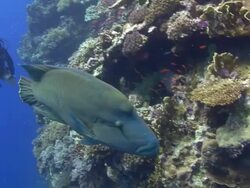 Napoleon Wrasse Stock Footage
