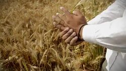 Farmer Examining the Crop Stock Footage