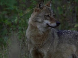 Wolf Stock Footage