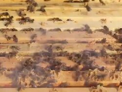 Beekeeper Okanagan Valley Stock Footage
