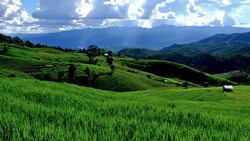 Terraced rice field on Mountain, Pa Pong Piang village, Chiang mai Province, Northern of Thailand Stock Footage