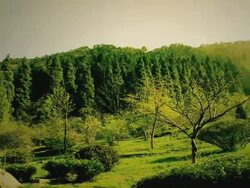 A Chinese man walks into a garden and looks over people gathering and tending to the garden.  Stock Footage