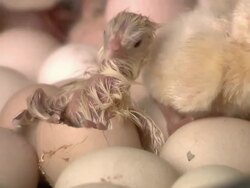 Baby Chicken Borning Stock Footage