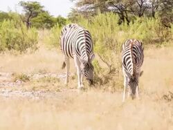 LS Zebras In The African Savannah Stock Footage