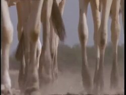 CU Low angle, Legs of cattle walking through dusty landscape, to camera, Gujarat, India Stock Footage