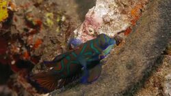 Mandarin Dragonet (Mandarin Goby) Stock Footage