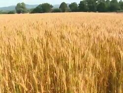 HD CRANE: Field of wheat Stock Footage