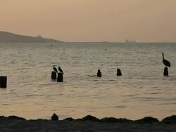 WS View of birds siting on bamboo in sea / Paracas, Nazca, Peru Stock Footage