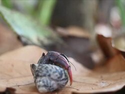 Royalty Free Stock Video: Hermit Crab Stock Footage