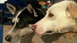 Dogs sit in a wagon and look around. Stock Footage
