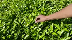 Checking tea plants Stock Footage