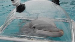 NSF SCIENCE NOW: EPISODE 51 Instructional Video