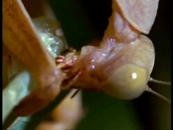 BCU Female Praying Mantis (Sphodromantis lineata) eating male Stock Footage