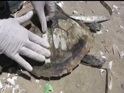 Marine biologist Lyndsey Howell of the National Oceanic and Atmospheric Administration explains how she investigates the deaths of critically endangered Kemp's ridley sea turtles along the Texas Gulf coast. Instructional Video