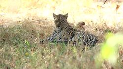 Leopard in the bushes Stock Footage