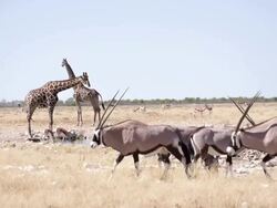 WS PAN Giraffes And Gemsboks By The Waterhole Stock Footage