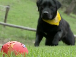 HD SLOW-MOTION: Playful dog Stock Footage
